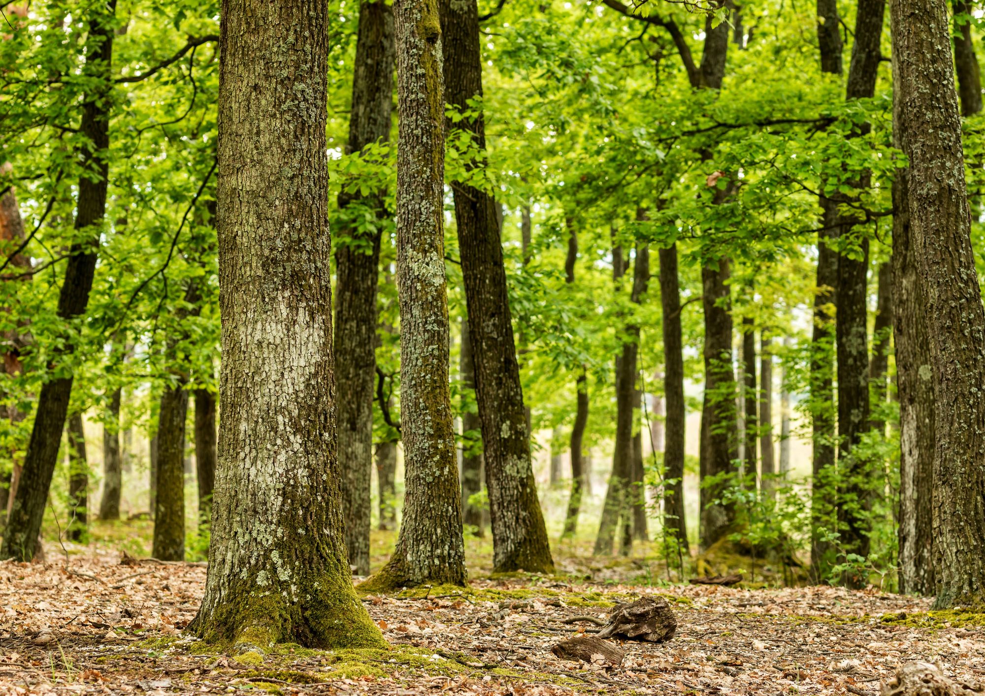 Warum der Wald das ehrlichste Asset der Welt ist – und das gefährlichste, wenn man blind kauft.