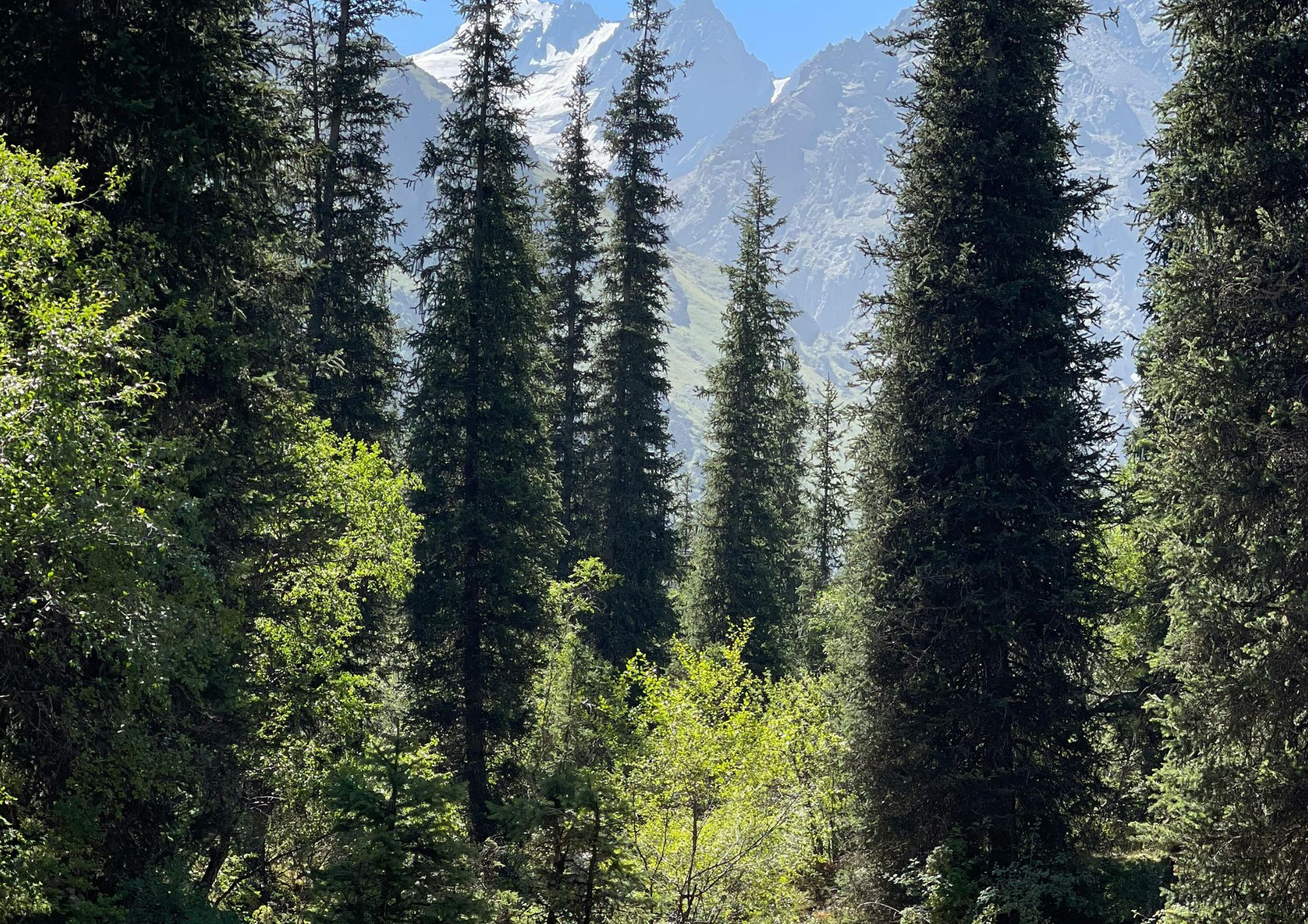 Forstrevier-Verwaltung