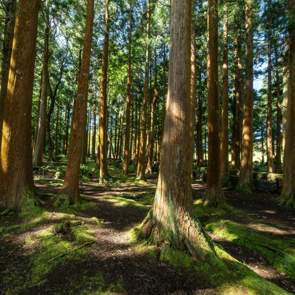 forstrevier-verwaltung über uns