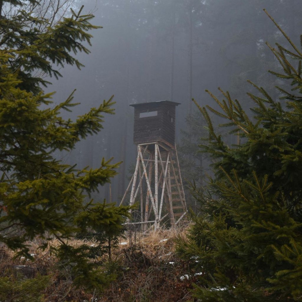Eigenjagd kaufen und Forstertrag erzielen