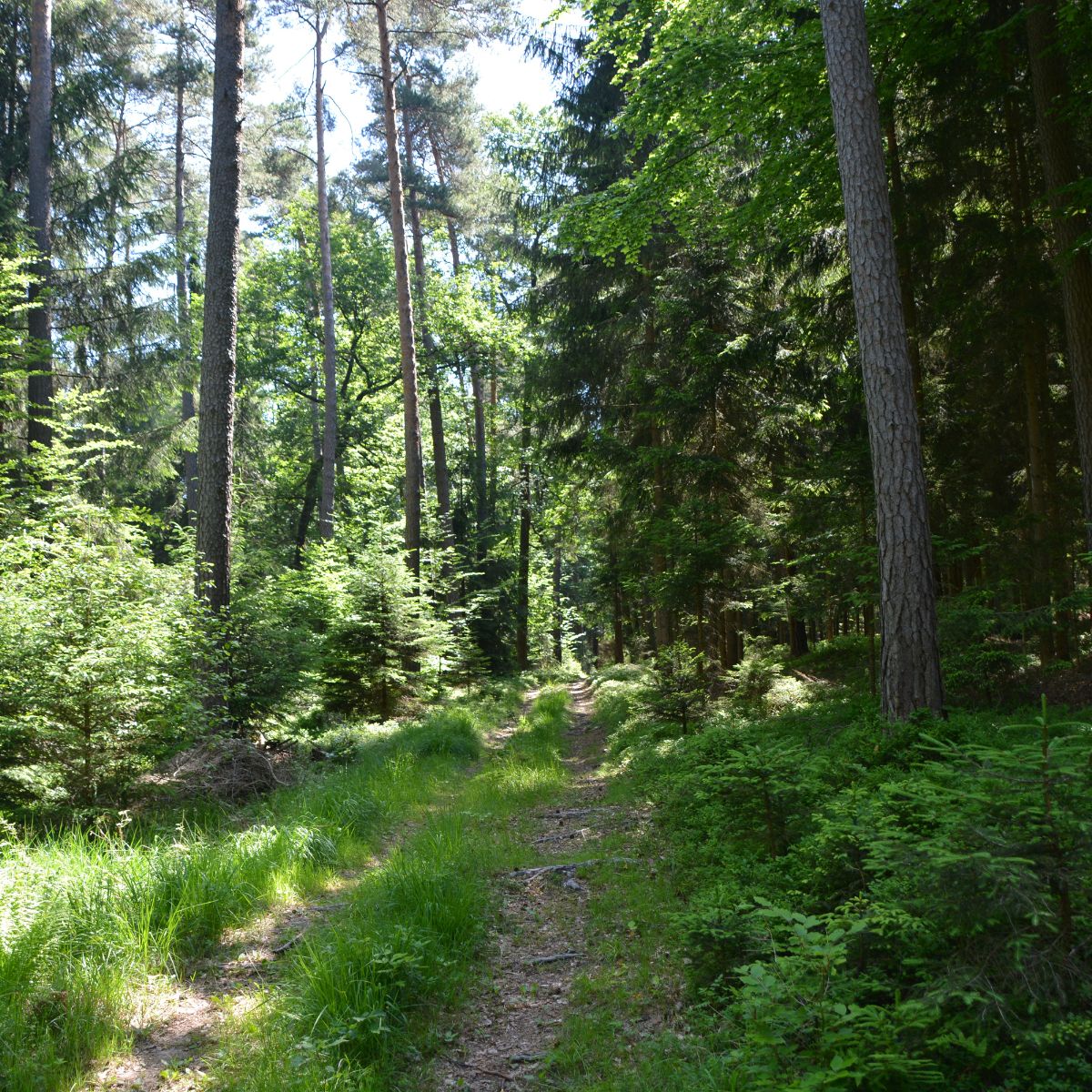 alter Forstweg